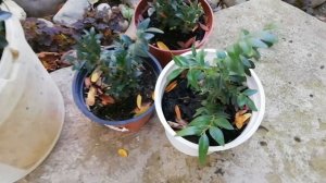 Черенкование самшита