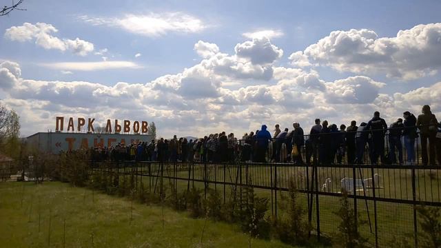 "Крымский парк львов "Тайган", открытие сезона (15.04)" смотреть онлайн