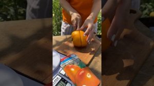 Сибирский мясистый томат?Супер-сорт! Томат Золотые купола | УСАДЬБА-СЕМЕНА