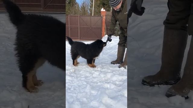 щенок монгольский #банхар Арет, 3 месяца // 3 months old mongolian #bankhar puppy Aret.