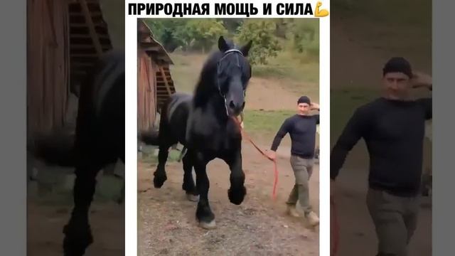 Самая большая лошадь в мире? ? смотреть онлайн