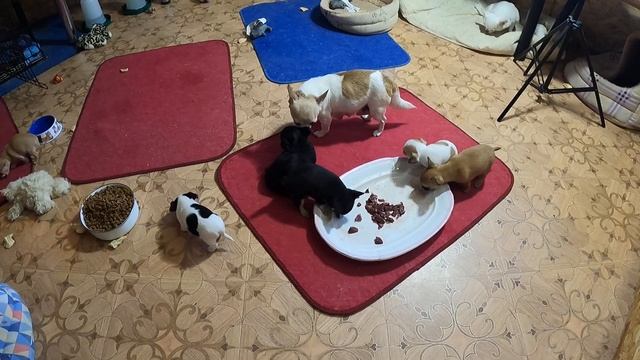 СЫРОЕ МЯСО в рационе чихуахуа / КОРМЛЕНИЕ чихуа МЯСОМ/ Купить Щенков ЧИХУАХУА / питомник МАРИ МИСТИ смотреть онлайн