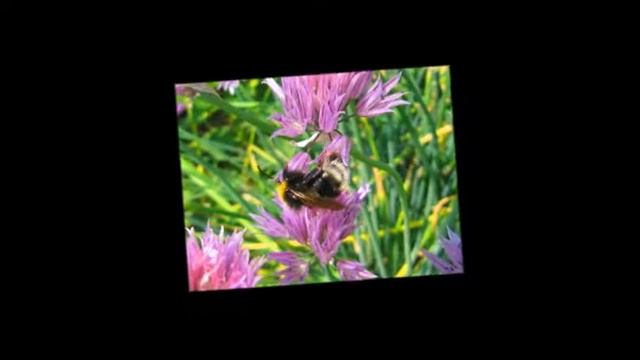 Урал. Шмель. Petr-Dranga смотреть онлайн