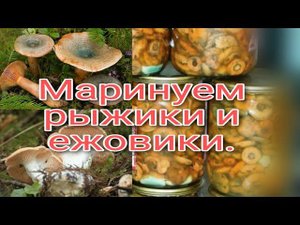 Маринуем рыжики еловые и ежовики желтые!!! Очень вкусные заготовки из лесных грибов. #лесные_грибы
