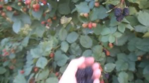 ТРИПЛ КРАУН -замечательный сорт крупноплодной ежевики.