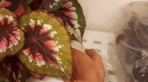 Экспериментальная посадка бегоний Рекс