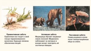 Забота о потомстве в мире животных (рассказывает биолог Павел Глазков)