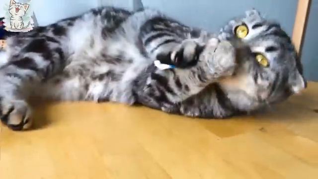 Про кошек
