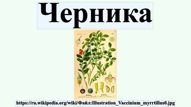 Черника смотреть онлайн