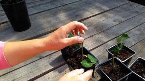 Летнее черенкование роз. Прошло 3 недели