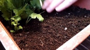 Черенкование хризантемы зимой 24.12.20.