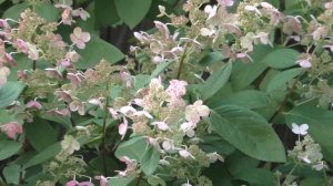 САМЫЕ КРАСИВЫЕ ГОРТЕНЗИИ В МОЕМ САДУ!!!