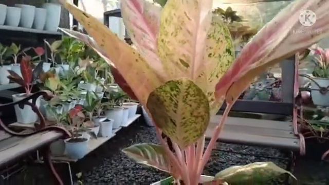 Aglonema Pink Lady смотреть онлайн