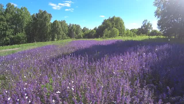 Цветы и бабочки смотреть онлайн