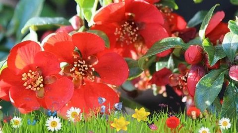 Айва превосходная Малиновая и золотая ? Обзор: посадка и уход. саженцы айвы: описание и особенности