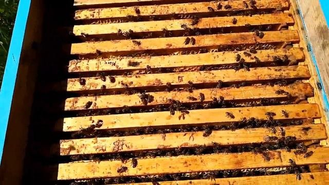 Выход семьи из роевого состояния ...