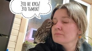 Сыч Лучик играет в пиратскую сову, пока мы ждём погадку от сыча Чучундрия. Фото совы с плакатиком