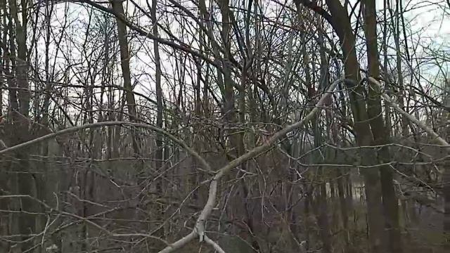 Робиния(Белая акация) ч.2. Сбор семян)/Robinia (White Acacia) part 2. Seed collection) смотреть онлайн