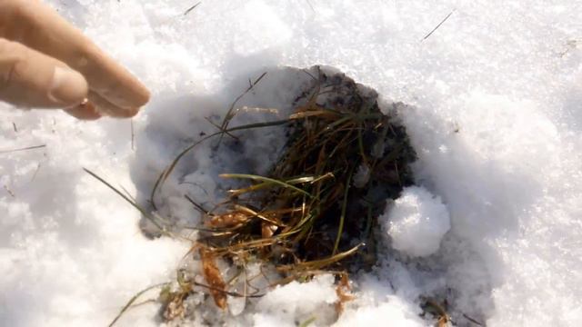 Ледяная висячая корка на озимых зерновых. Корка на озимой пшенице и озимом ячмене, январь 2021