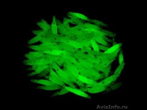 Светящиеся приманки своими руками.