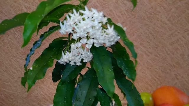 Зацвела первая хойя после переезда // Локки смотреть онлайн