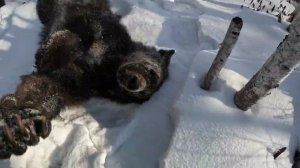 Первая попытка.