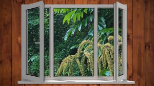 ? Целебное пение птиц и звуки дождя для сна ☔️ Усните за 5 минут под шум дождя и пение птиц