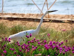 Белая цапля гуляет по Золотому пляжу.