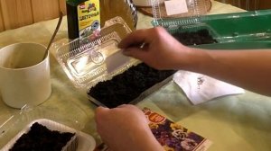 Посев виолы на рассаду. Выращивание виолы. Как вырастить анютины глазки?