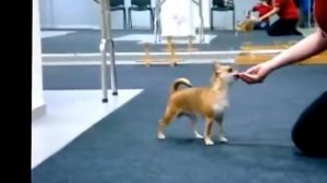 Как подготовить чихуахуа к выставке. Хендлинг. Chihuahua training to exhibition