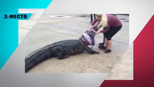 5 ДИКИХ ЖИВОТНЫХ ВЫШЕДШИХ В ГОРОД НА ШОПИНГ смотреть онлайн