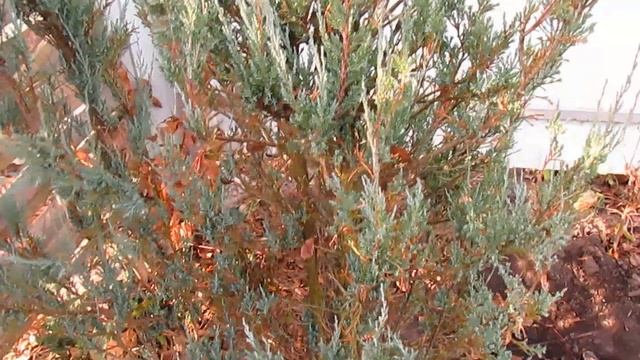 КАК ОЖИВИТЬ МОЖЖЕВЕЛЬНИК. Простой уход для всех. смотреть онлайн