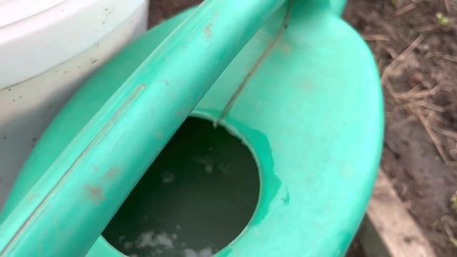 Подкормка для томатов. Обзор теплиц . Разный срок посадки ,разная подкормка. смотреть онлайн