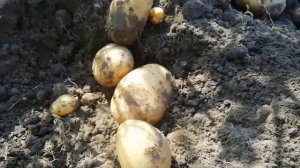 Картофель "Умка" 🥔Ранний сорт💯👍#картофель