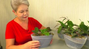 Три МИНИ Орхидеи в ОДНОМ ГОРШКЕ " Calipso " - ЛОДОЧКА. СОВМЕСТНАЯ ПОСАДКА в Керамзит.