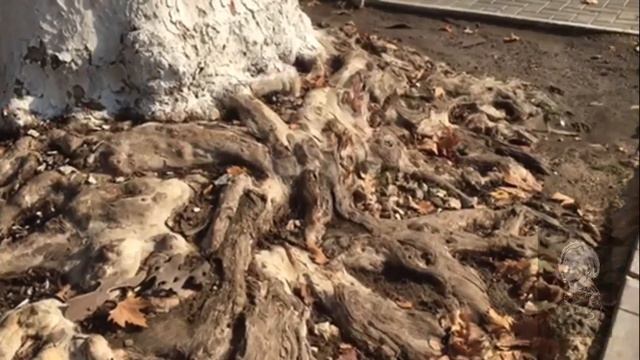 ПЛАТАН. ЧТО СКРЫВАЕТСЯ ПОД ЗЕМЛЁЙ? смотреть онлайн