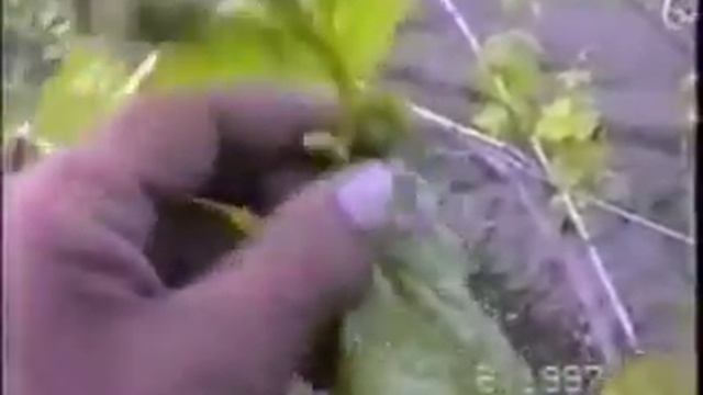 Виноград.Нагрузка куста соцветиями и пасынкование. смотреть онлайн