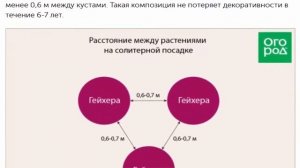 Сколько площади нужно каждому многолетнику схемы посадки растений