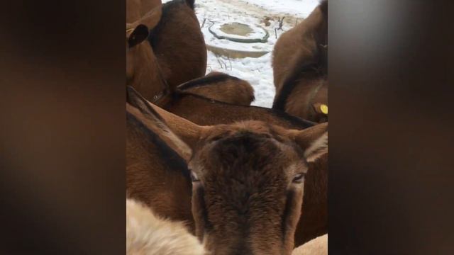 Что делают козы зимой? смотреть онлайн