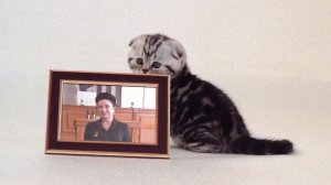 Наверно,в следующей жизни Когда я стану кошкой