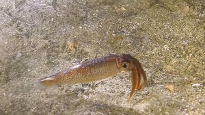 Тихоокеанский кальмар. Ночное погружение.