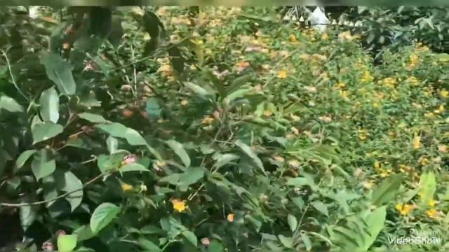 NHẬT KÝ HOA TRÂM ỔI - LANTANA CAMARA смотреть онлайн