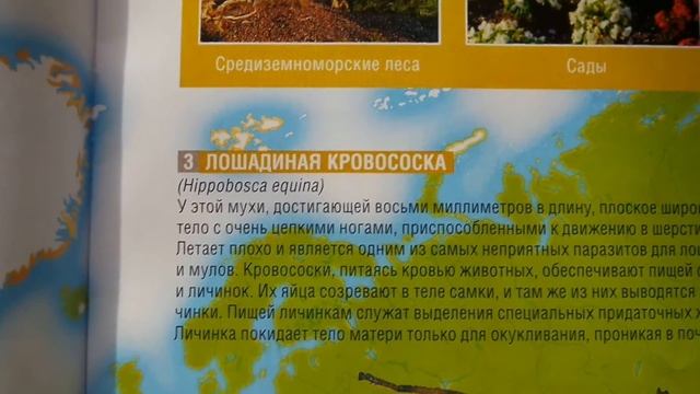 Насекомые и их знакомые выпуск 17. Певчая цикада Хуэхис Инкорната