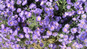 Осенние цветы Сентябринки цветут