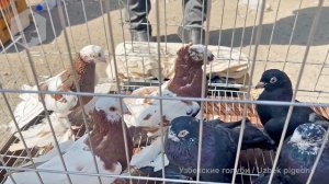 Птичий рынок г. Ташкент - ГОЛУБИ (30.09.2023) / Uzbek Pigeons / Usbekische tauben