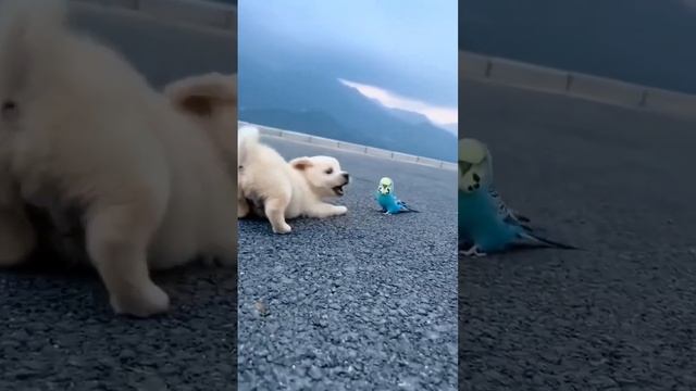 РЫЖИЙ ЩЕНОК И СИНИЙ ПОПУГАЙ ИГРАЮТСЯ #попугай #щенок #Shorts смотреть онлайн