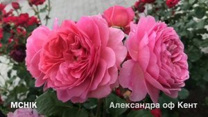 Розы в саду.Любимые Розы Северной столицы"