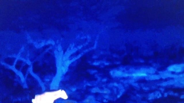 A Single Striped Hyena vs 12 Arabian Wolves смотреть онлайн