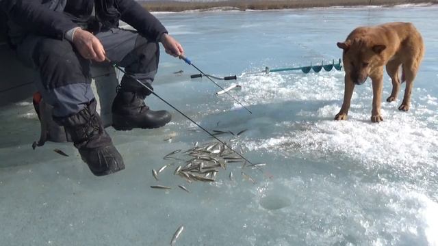 Корюшка писуч на Эльдуге в феврале 2024 повеселился смотреть онлайн