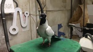 German Nun pigeon Deutsche Nönnchen Немецкий Крестовый Монах